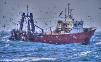 A Patagonian hake trawler with attendant seabirds.  Photograph by Juan Pablo Seco Pon